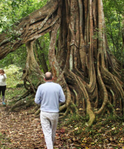 Kerala - Cochin – Munnar – Thekkady – Alleppey Houseboat – Cochin